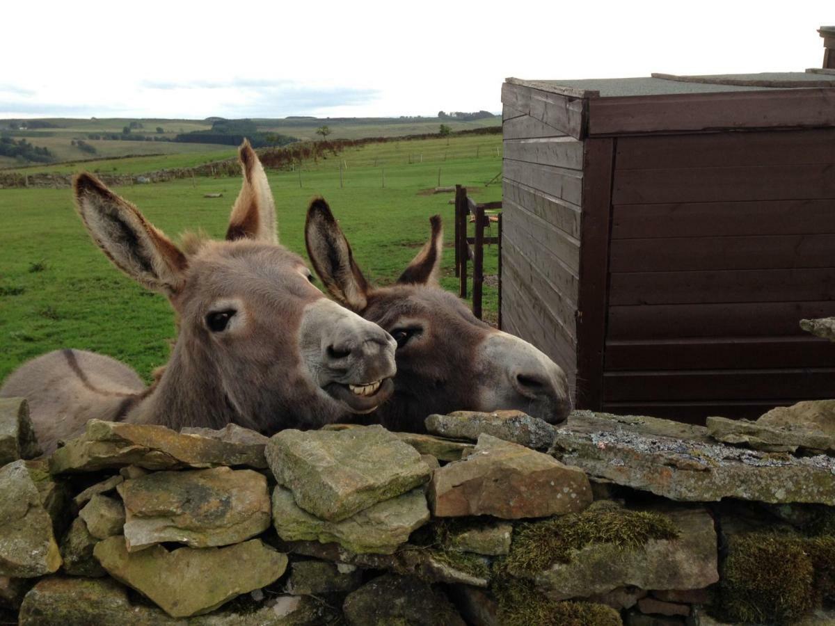 The Buteland Stop Rosie Off Grid Shepherds Hut Bellingham Esterno foto